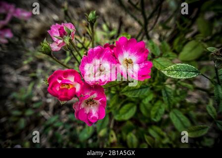 Nahaufnahme von oben schossen wilden rosafarbenen Rosen Stockfoto