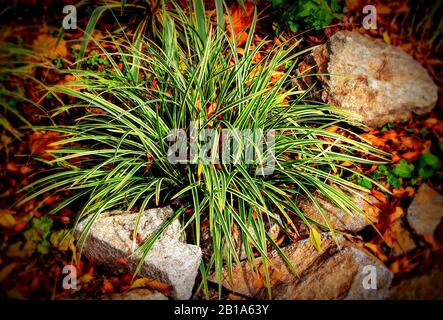 Silbergras aus der Familie der Mondograsrasen, Lomographie, lat. Ophiopogon japonikus lomo Stockfoto