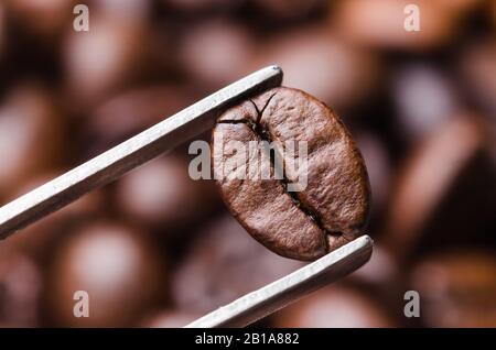 Pinzette, die Kaffeebohne, geröstete, Nahmakro Stillleben hält, vor einer Gruppe Bohnen im Hintergrund, Ansicht von direkt oben Stockfoto