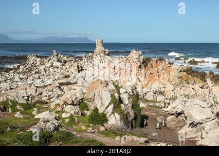 Afrikanischer Pinguin in Betty's Bay (Spheniscus demersus) Stockfoto