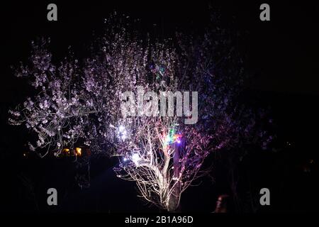 Mandelblütennächtliches Foto mit schönen Hintergrundbeleuchtung Stockfoto