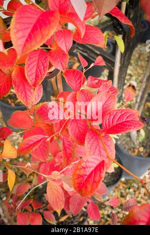 Leuchtend rote Blätter einer koreanischen Stewartia an einem jungen Baum, der im Oktober in einem englischen Gartencenter zu verkaufen ist Stockfoto