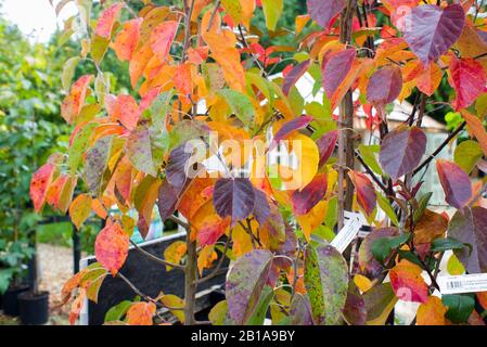 Mehrfarbige Blätter an einem Pfeiler-Crabapple-Baum zum Verkauf in einem englischen Gartencenter. Eine gute Zeit, einen Baum für den Garten auszuwählen. Stockfoto