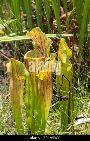 Sarracenia flava x purpurea in Virginia Stockfoto