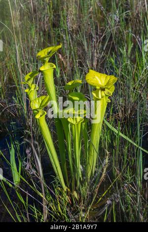 Sarracenia flava in North Carolina Stockfoto