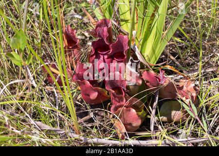 Sarracenia purpurea ssp. Venosa in North Carolina Stockfoto