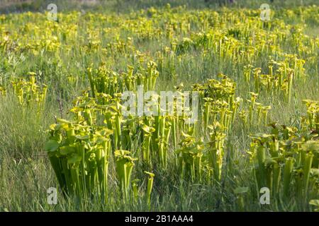 Sarracenia flava in North Carolina Stockfoto