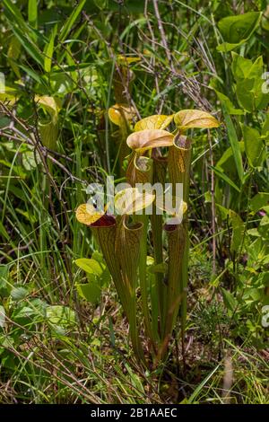 Sarracenia oreophila in Alabama Stockfoto