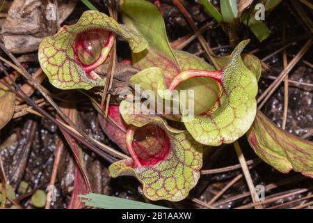 Sarracenia purpurea ssp. Venosa var. burkii am Splinter Hill Bog, Alabama Stockfoto