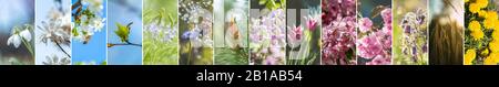 Collage von wunderschönen magischen Blumen. Panoramablick auf Frühling und Sommerblumen. Stockfoto