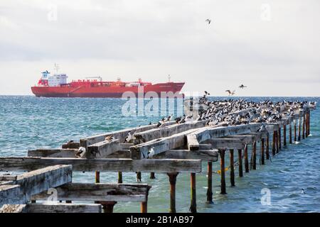 Ein LPG-Tanker, der vor Punta Arenas, Chile, mit einer Nistkolonie imperialer Cormorants an einem alten Steg festgemacht wurde. Stockfoto
