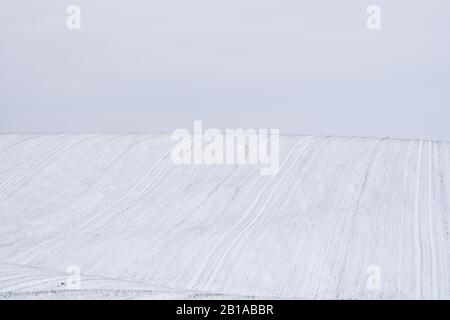 Weizenfeld mit Schnee im Winter abgedeckt. Winterweizen. Grünes Gras, Rasen unter dem Schnee. Die Ernte in der Kälte. Wachsende Getreide für Brot. Ag Stockfoto