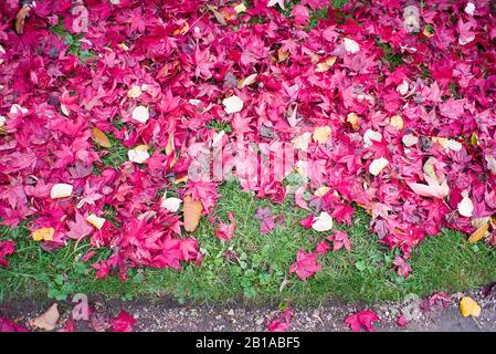 Ein scharlachroter Ahorn-Teppich verlässt im November in einem englischen Garten auf grünem Gras Stockfoto