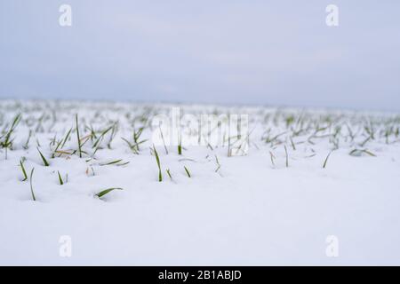 Weizenfeld mit Schnee im Winter abgedeckt. Winterweizen. Grünes Gras, Rasen unter dem Schnee. Die Ernte in der Kälte. Wachsende Getreide für Brot. Ag Stockfoto
