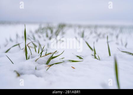 Weizenfeld mit Schnee im Winter abgedeckt. Winterweizen. Grünes Gras, Rasen unter dem Schnee. Die Ernte in der Kälte. Wachsende Getreide für Brot. Ag Stockfoto