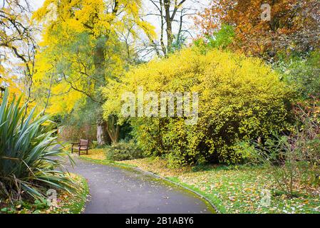 Ein attraktiver Herbstspaziergang durch die Botanischen Gärten von Bath im November in Großbritannien Stockfoto