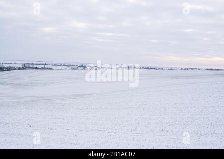 Weizenfeld mit Schnee im Winter abgedeckt. Winterweizen. Grünes Gras, Rasen unter dem Schnee. Die Ernte in der Kälte. Wachsende Getreide für Brot. Ag Stockfoto