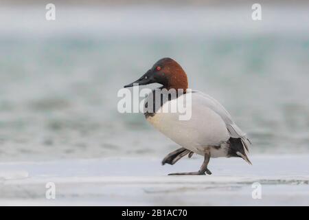 Canvasback, Aythya valisineria, auf Eis am Rande des Lake St. Clair, Teil des Great Lakes Systems zwischen dem Huronsee und dem Eriesee, Michigan, USA Stockfoto