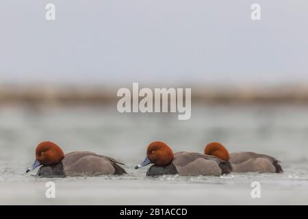 Rotkopf, Aythya Americana, Ente Sleeping beim Überwintern auf dem Lake St. Clair, Teil des Great Lakes Systems zwischen dem Huronsee und dem Eriesee, Michigan, Stockfoto