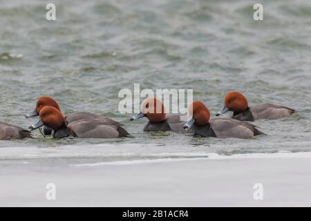 Redhead, Aythya Americana, Gruppe, die auf dem Lake St. Clair, einem Teil des Great Lakes Systems zwischen dem Huronsee und dem Eriesee, Michigan, lebt Stockfoto