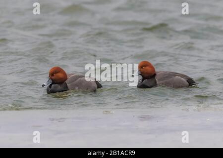 Rotkopf, Aythya Americana, Ente Sleeping beim Überwintern auf dem Lake St. Clair, Teil des Great Lakes Systems zwischen dem Huronsee und dem Eriesee, Michigan, Stockfoto