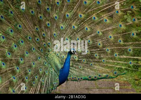 Indische Pfau oder Pfauenvögel zeigen seine majestätischen Federn Stockfoto