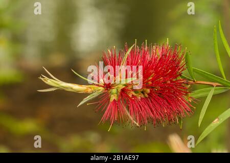 Gemeine rote, karmson- oder Zitronenabfüllbürste (Kallistemon citrinus) Blumendetails Stockfoto