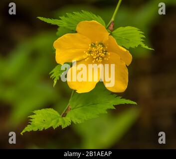 Gelber japanischer oder Wundermarigonstrauch (Kerria japonica) Blume mit Blattdetail Stockfoto