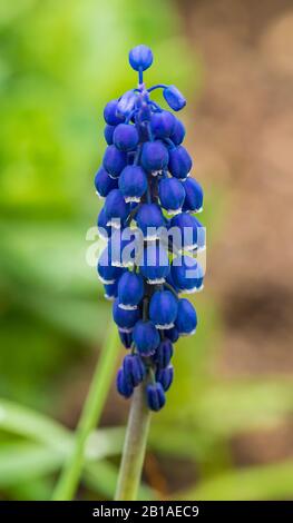 Blaues gemeines oder stärkehaltiges Traubenhyazinthe (Muscari neglectum) Blumendetail Stockfoto