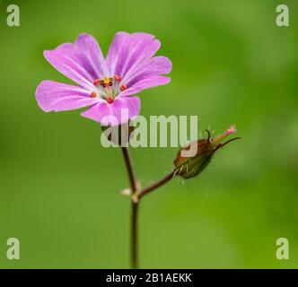 Blume des Geranium Robertianum, im Allgemeinen bekannt als Kraut-Robert, Roter Robin, Tod kommt schnell, Storksbill, Fuchsgeranium, stinkender Bob, Tintenpip, cr Stockfoto