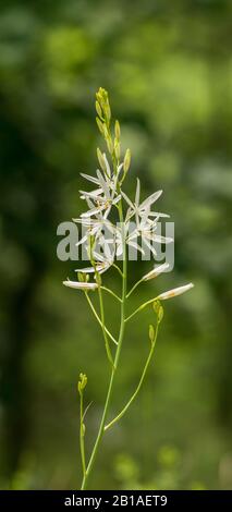Haufen weißer ST Bernard's Lilie (Anthericum liliago) Blumen, Panoramadetails Stockfoto