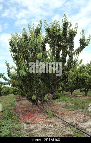 Sehnen Sie sich Bäume im Garten mit blauem Himmel Hintergrund. Haufen reifer Kirschen auf Kirschbäumen . Stockfoto