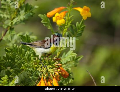 Ein purpurrot gerumpter Sonnenvogel, der auf einer blühenden Pflanze sitzt. Er wurde in einem städtischen Park in Bangalore (Indien) fotografiert. Stockfoto