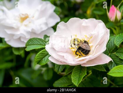 Henry Hudson rugosa erhob sich im Sommergarten zur Blüte. Stockfoto