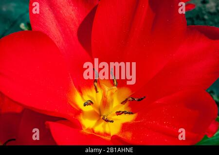 Makroschuss aus großer roter Tulpenblume. Details der Frühlingsblume. Stockfoto