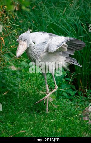 Weißer Shoebill Stork auf grünen Gräsern Stockfoto