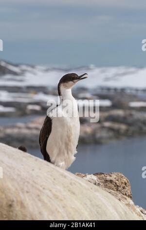 Der imperiale Schag Leucocarbo atrizeps, auch als blauäugiger Schag bezeichnet, blauäugiger Kormoran, der auf dem Stein sitzt. Argentinische Inseln, Antarktische Halbinsel Stockfoto