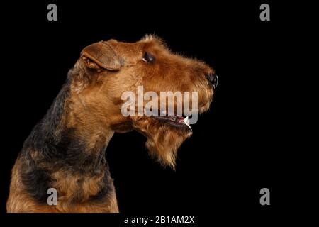 Portrait von Airedale Terrier Dog mit Blick auf die Seite, auf Isoliertem schwarzem Hintergrund Stockfoto