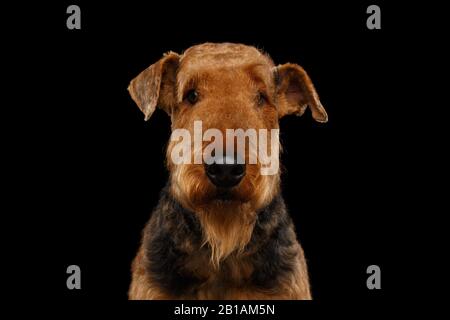 Porträt des Airedale Terrier Dog Mit Wachsamkeit, auf Isoliertem schwarzem Hintergrund Stockfoto