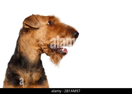 Nahaufnahme Porträt des Airedale Terrier Dog Blick auf Seite, auf Isoliertem weißem Hintergrund Stockfoto