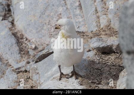 Der schneebedeckte Schatschnabel Chionis albus, auch bekannt als der größere Schatschnabel, der meist in der Nähe von Pinguinkolonien lebt. Stockfoto