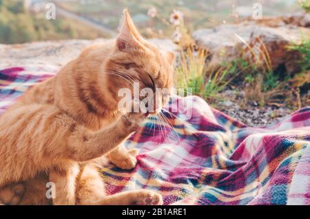 Schließen Sie die süße Ingwerkatze, lecken Sie ihre Pfote, genießen und entspannen Sie sich auf dem Land Stockfoto