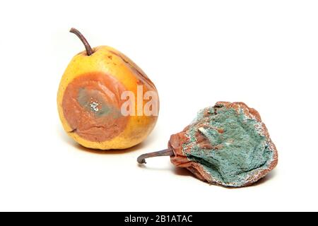 Zwei faule und nicht zu besetzende Birnen. Isoliert auf weißem Hintergrund. Stockfoto