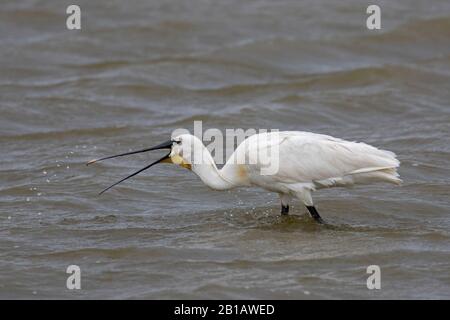 Eurasischer Löffelschnabel/gewöhnlicher Löffelschnabel (Platalea leucorodia) im Brutgefieders, der im Frühjahr im Flachwasser aufforst Stockfoto