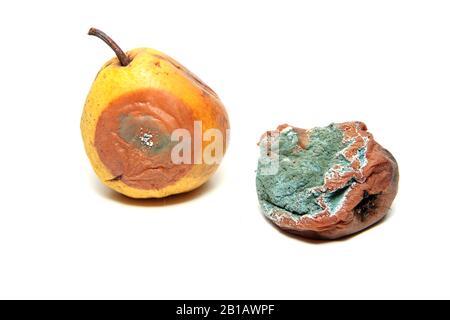 Zwei faule und nicht zu besetzende Birnen. Isoliert auf weißem Hintergrund. Stockfoto