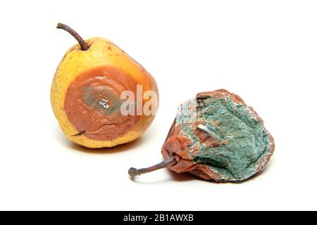 Zwei faule und nicht zu besetzende Birnen. Isoliert auf weißem Hintergrund. Stockfoto