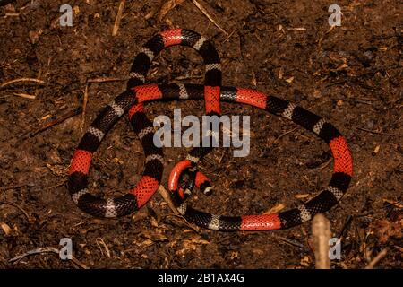 Südamerikanische Coralschlange (Micrurus lemniscatus) aus dem peruanischen Amazonas. Stockfoto