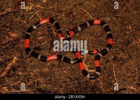 Südamerikanische Coralschlange (Micrurus lemniscatus) aus dem peruanischen Amazonas. Stockfoto