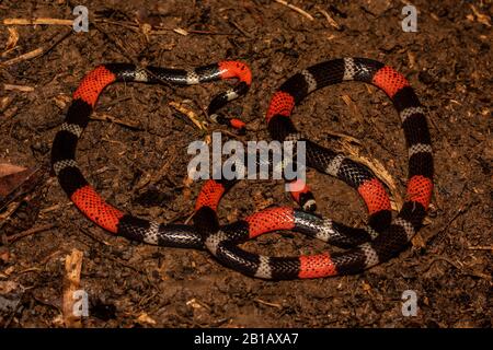 Südamerikanische Coralschlange (Micrurus lemniscatus) aus dem peruanischen Amazonas. Stockfoto