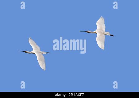 Zwei eurasische Löffelpaare/gewöhnliches Löffelpaar (Platalea leucorodia) im Brutgefieder, das gegen den blauen Himmel fliegt Stockfoto